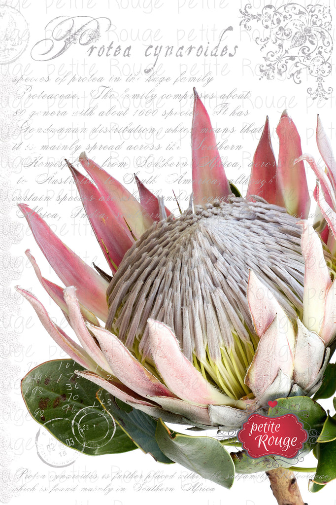 Papier de Meuble - Protea (A2)